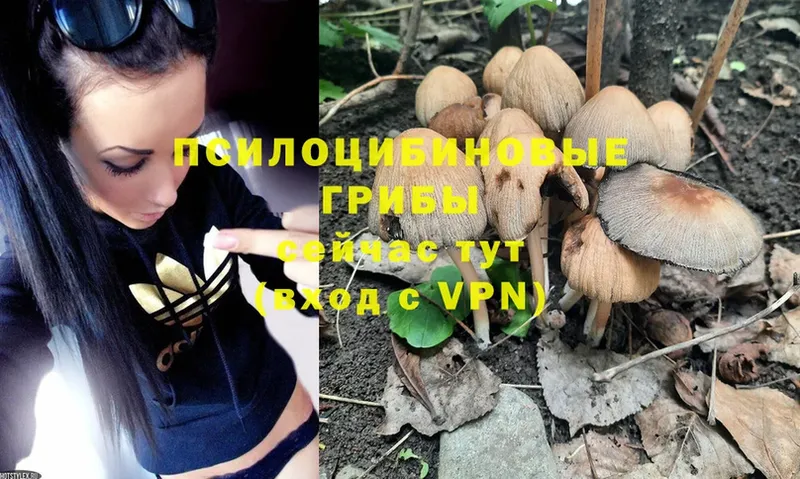 Галлюциногенные грибы Psilocybe  Вельск 